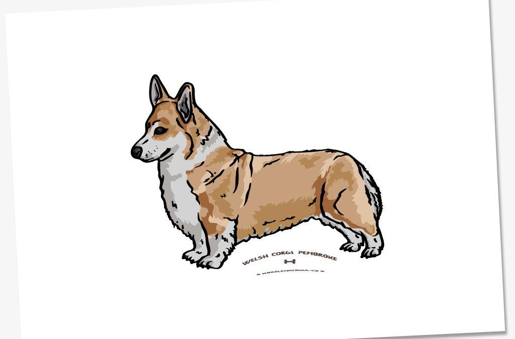 Pohlednice A6: psí plemeno Welsh corgi pembroke