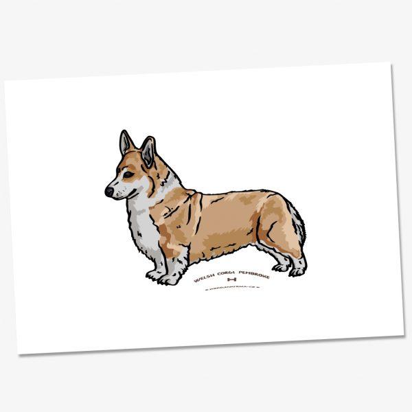 Welsh corgi pembroke - pohlednice